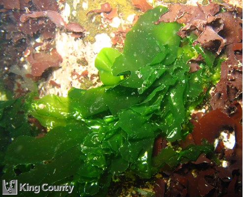 Photo of Sea Lettuce - Ulva spp.